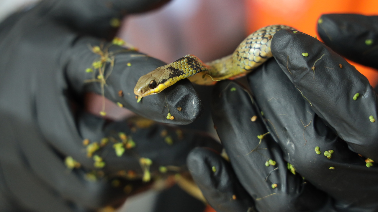 Primer plano de la serpiente de pantano rescatada